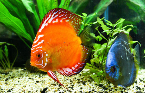 居家养鱼风水讲求，怎么养鱼招财气？